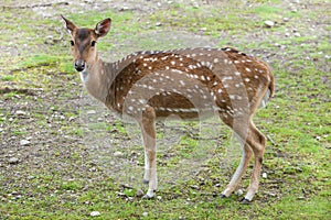 Chital Axis axis, also known as the spotted deer.