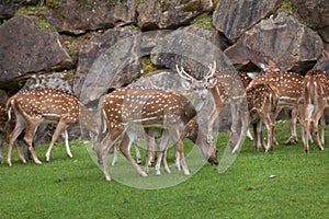 Chital Axis axis
