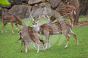 Chital Axis axis