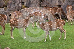 Chital Axis axis