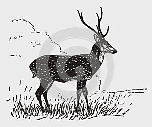 Chital or axis deer axis stag standing in a landscape