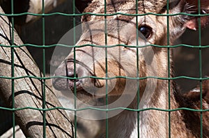 Chital in captivity behind the fence