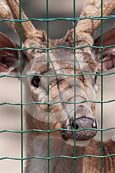 Chital in captivity behind the grid - Portrait