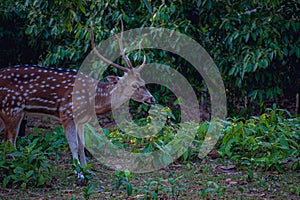 Chital or Cheetal also known as Spotted Deer or Axis Deer in a safari park