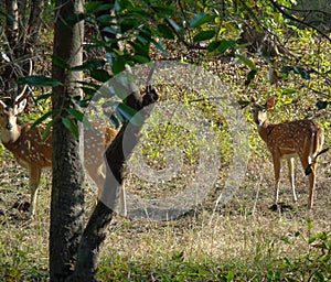 Chital or Cheetal, also known as Spotted Deer at Bandhavgarh National Park, India