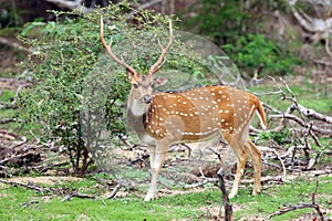 The chital or cheetal Axis axis, also known as spotted deer or axis deer, big male. A large male deer with speckled fur with