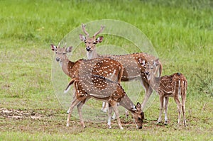 The chital or cheetal Axis axis, also known as spotted deer or axis deer, Yala National park, Sri Lanka