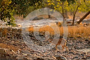 Chital or cheetal, Axis axis, spotted deer or axis deer, nature habitat. Bellow majestic powerful adult animal in stone rock water