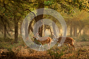 Chital or cheetal, Axis axis, spotted deer or axis deer, nature habitat. Bellow majestic powerful adult animal in stone rock water