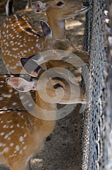 Chital or cheetal deer