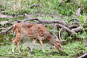 Chital or cheetal deer (Axis axis),