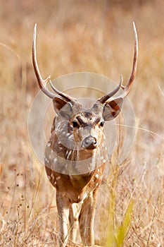 Chital or cheetal deer (Axis axis),