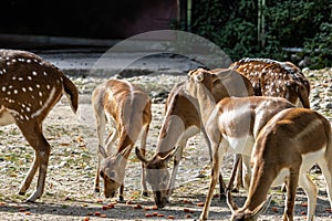 Chital or cheetal deer, Axis axis, also known as spotted deer or axis deer