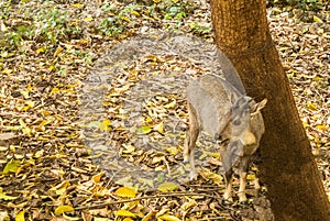 The chital or cheetal deer or spotted deer or axis deer native in the Indian subcontinent.