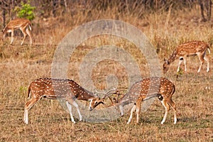 Chital or cheetal deers (Axis axis),