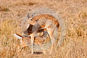 Chital or cheetal deers (Axis axis),