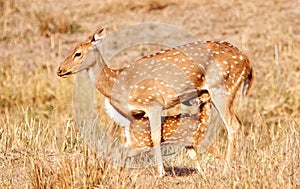 Chital or cheetal deers (Axis axis),