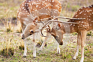 Chital or cheetal deers (Axis axis),