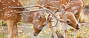 Chital or cheetal deers (Axis axis),