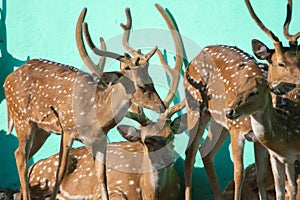 Chital or cheetal or Spotted Deer Axis axis Males Herd