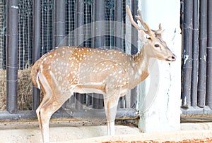 Chital, Cheetal, Spotted Deer Or Axis Deer.