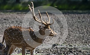 Chital or Cheetal or Spotted Deer or Axis Deer  Axis axis Side Profile