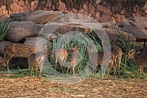 Chital, Cheetal, Spotted deer, Axis deer eating