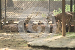 Chital, Cheetal, Spotted deer, Axis deer lie down and look at the camera isolated on background. This has clipping path. blur