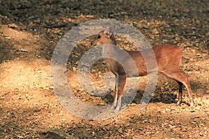 Chital, Cheetal, Spotted deer, Axis deer lie down and look at the camera isolated on background. This has clipping path. blur