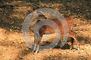 Chital, Cheetal, Spotted deer, Axis deer lie down and look at the camera isolated on background. This has clipping path. blur