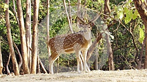 Chital or common Indian deer or spotted deer or axis deer  in the forest of Sasan Gir-Gujarat-India