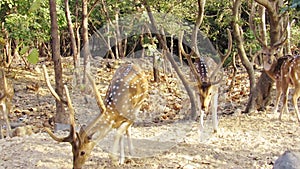Chital or common Indian deer or spotted deer or axis deer  in the forest of Sasan Gir-Gujarat-India