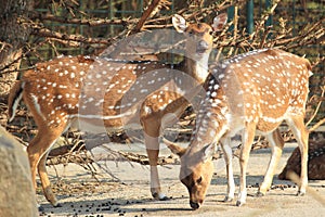 Chital deer