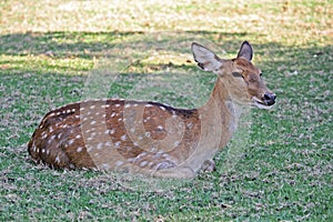 Chital deer