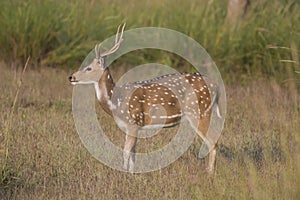 Chital Deer