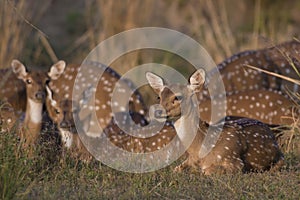 Chital Deer