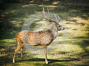 Chital deer