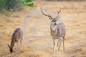 Chital Deer