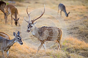 Chital Deer