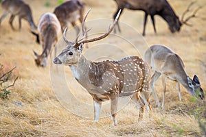 Chital Deer Buck