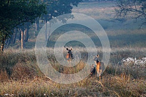 Chital Deer Family at Dawn in Forest in Kanha National Park India