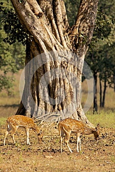 Chital Deer under Old Tree in Kanha National Park, India