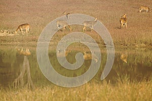 Chital Deer at Watering Hole in Kanha National Park, India