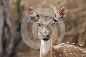 Chital Doe 05