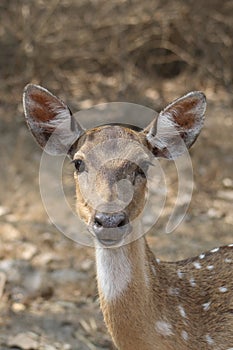 Chital Doe