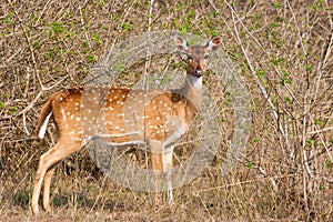 Chital Doe Portrait