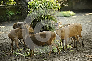 Chital have several white spots, whereas fallow deer usually have white splotches