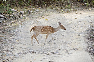 A chital or spotted deer crosses a rocky road in a national park in India.