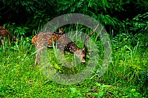 Chital or spotted deer grazing at a wild life sanctuary