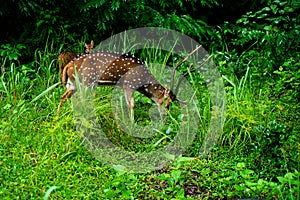 Chital or spotted deer grazing at a wild life sanctuary